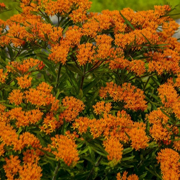 ASCLEPIAS TUBEROSA MILKWEED