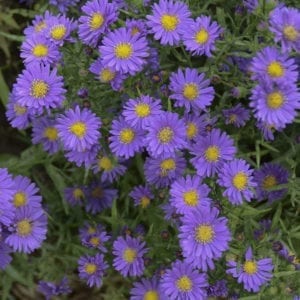 Aster - Hardy