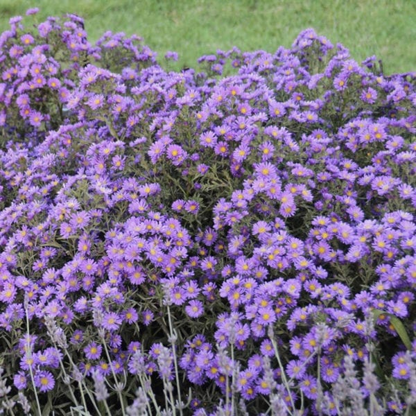 ASTER KICKIN LILAC BLUE HARDY ASTER