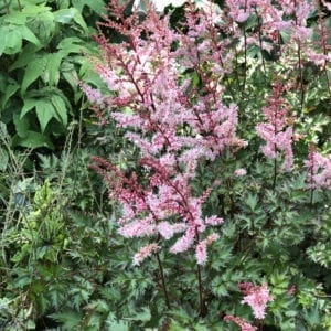 Papaver Pink Ruffles - Buy Poppy Oriental Perennials Online