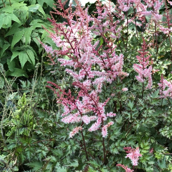 ASTILBE DELFT LACE FALSE SPIREA