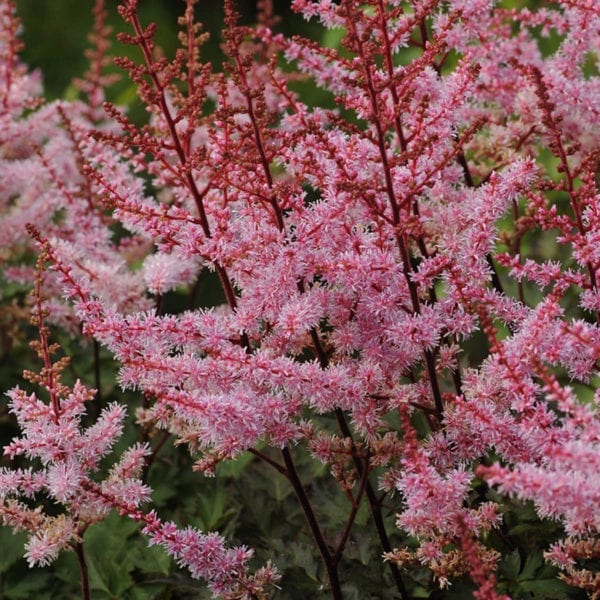 ASTILBE DELFT LACE FALSE SPIREA