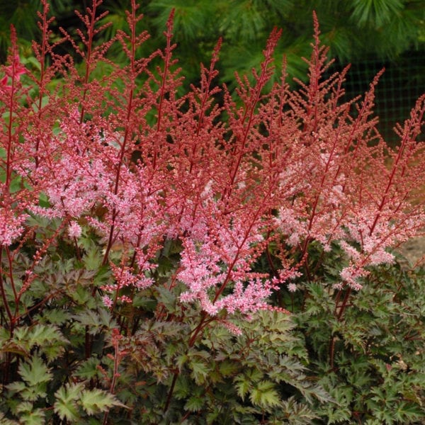 ASTILBE DELFT LACE FALSE SPIREA