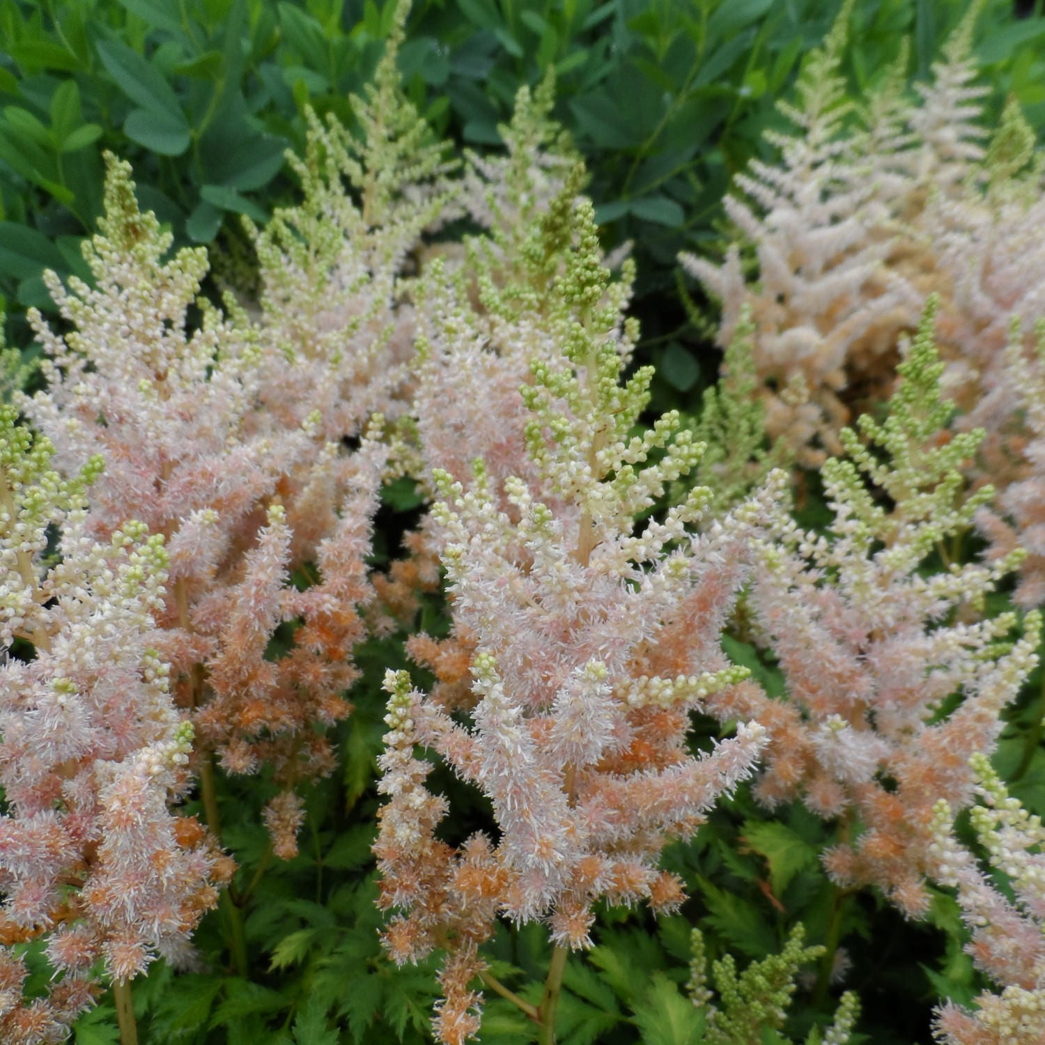 Astilbe Milk and Honey