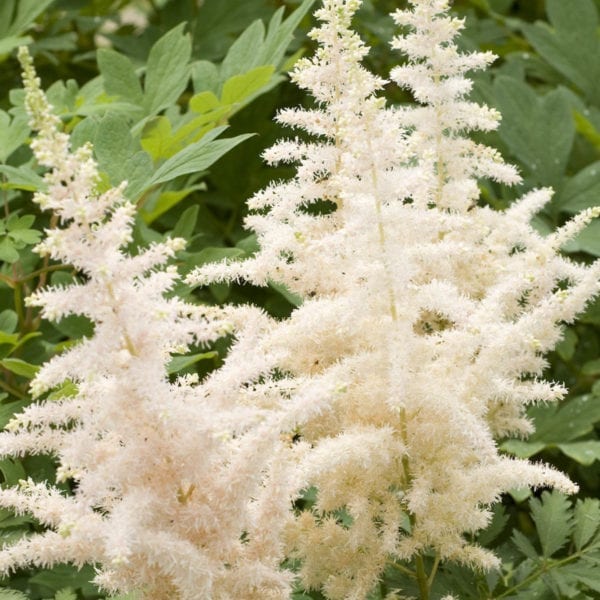 ASTILBE MILK AND HONEY FALSE SPIREA