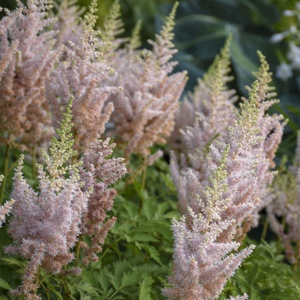 Astilbe Milk and Honey