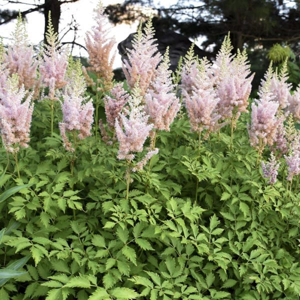 ASTILBE MILK AND HONEY FALSE SPIREA