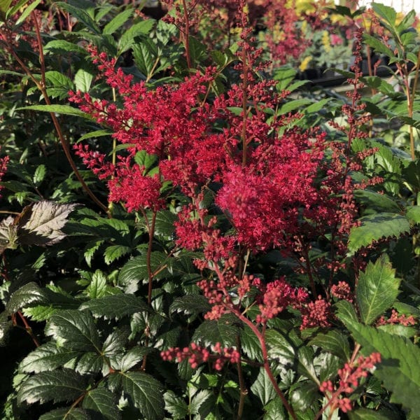 ASTILBE MONTGOMERY FALSE SPIREA