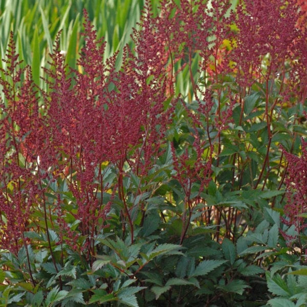 ASTILBE MONTGOMERY FALSE SPIREA