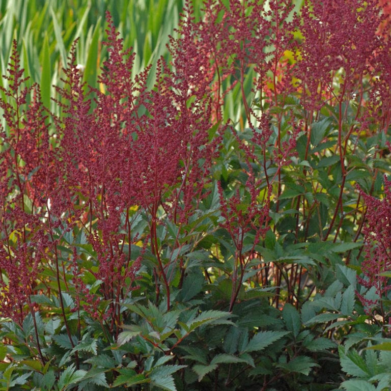 Astilbe 'Montgomery' Garden Crossings