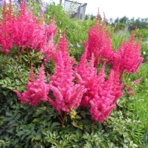 ASTILBE RISE AND SHINE FALSE SPIREA