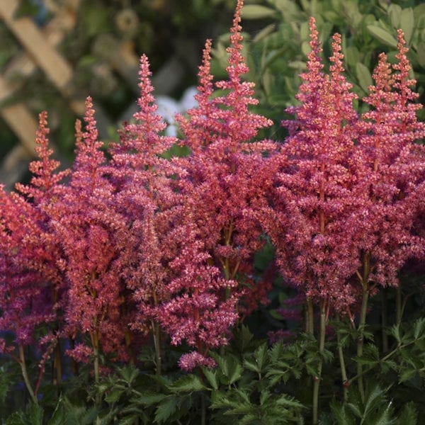 ASTILBE RISE AND SHINE FALSE SPIREA