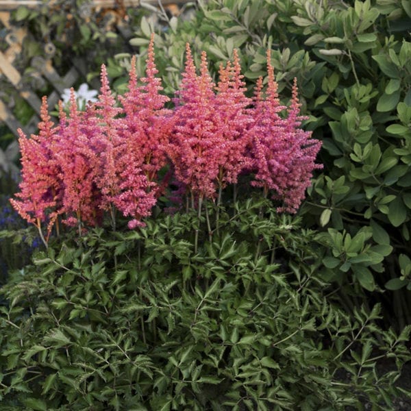 ASTILBE RISE AND SHINE FALSE SPIREA