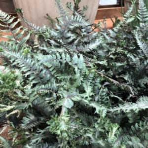 ATHYRIUM CRESTED SURF FERN