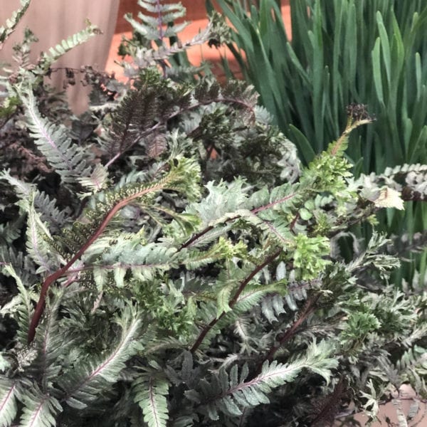 ATHYRIUM CRESTED SURF FERN