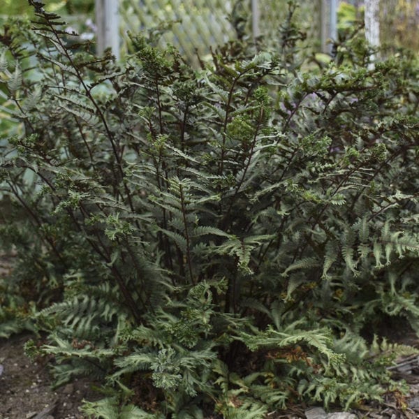 ATHYRIUM CRESTED SURF FERN