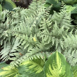 ATHYRIUM GHOST FERN