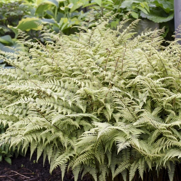 ATHYRIUM GHOST FERN