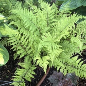 ATHYRIUM LADY IN RED FERN