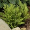 ATHYRIUM LADY IN RED FERN