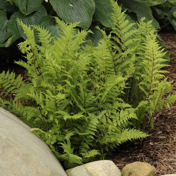 ATHYRIUM LADY IN RED FERN