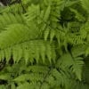 ATHYRIUM LADY IN RED FERN