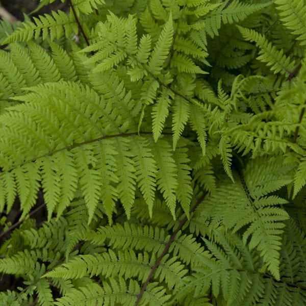 ATHYRIUM LADY IN RED FERN