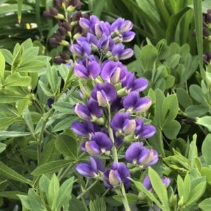 BAPTISIA DECADENCE BLUEBERRY SUNDAE FALSE INDIGO