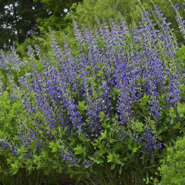 BAPTISIA DECADENCE BLUEBERRY SUNDAE FALSE INDIGO