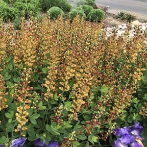 BAPTISIA DECADENCE CHERRIES JUBILEE FALSE INDIGO