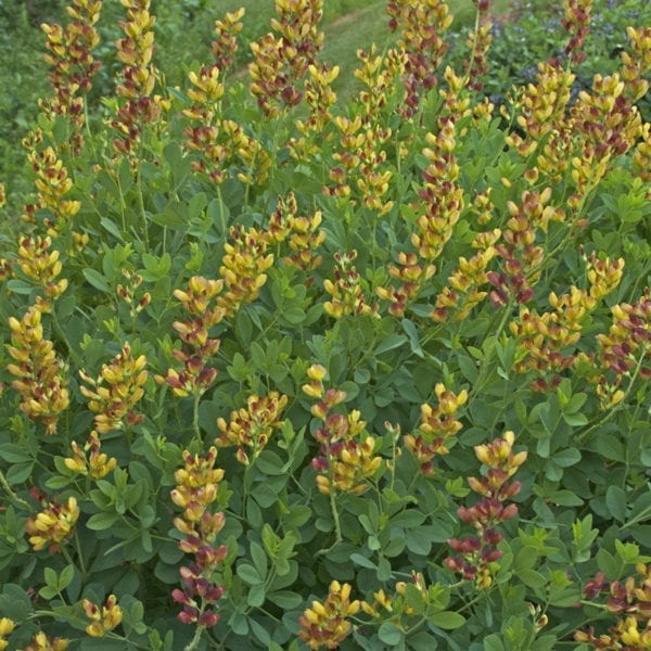 BAPTISIA DECADENCE CHERRIES JUBILEE FALSE INDIGO