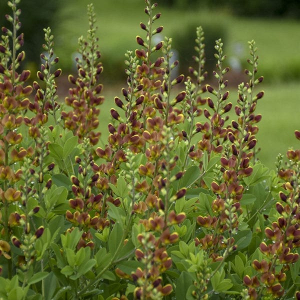 BAPTISIA DECADENCE CHERRIES JUBILEE FALSE INDIGO