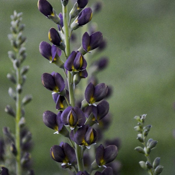 BAPTISIA DECADENCE DARK CHOCOLATE FALSE INDIGO