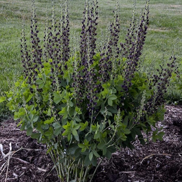 BAPTISIA DECADENCE DARK CHOCOLATE FALSE INDIGO