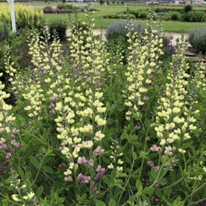 BAPTISIA DECADENCE DELUXE PINK LEMONADE FALSE INDIGO