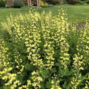 BAPTISIA DECADENCE LEMON MERINGUE FALSE INDIGO