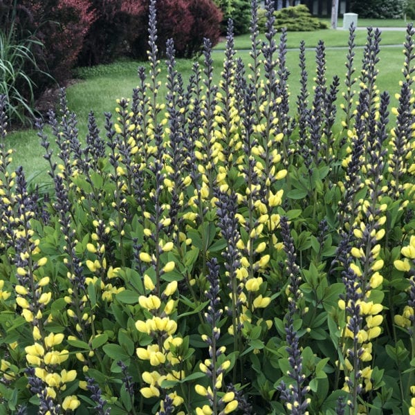 BAPTISIA DECADENCE LEMON MERINGUE FALSE INDIGO