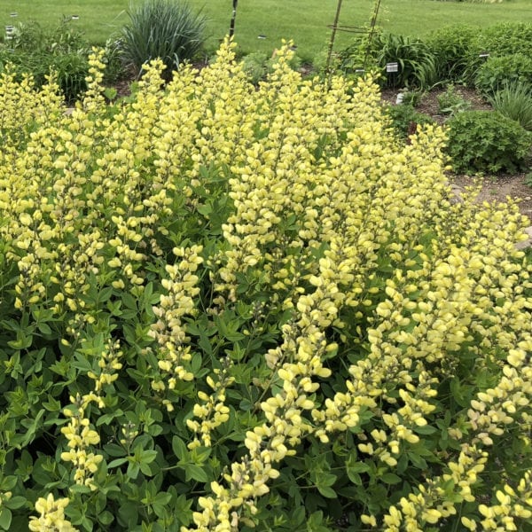 BAPTISIA DECADENCE LEMON MERINGUE FALSE INDIGO