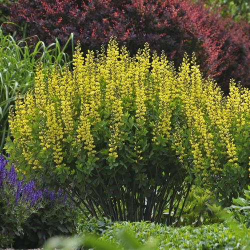 BAPTISIA_DECADENCE_LEMON_MERINGUE_FALSE_INDIGO_PW_BAPLM_02 BAPTISIA DECADENCE LEMON MERINGUE FALSE INDIGO
