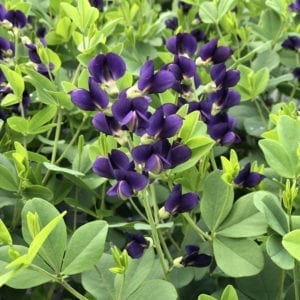 BAPTISIA DECADENCE SPARKLING SAPPHIRES FALSE INDIGO