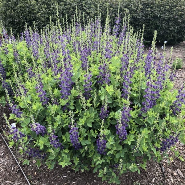 BAPTISIA DECADENCE SPARKLING SAPPHIRES FALSE INDIGO