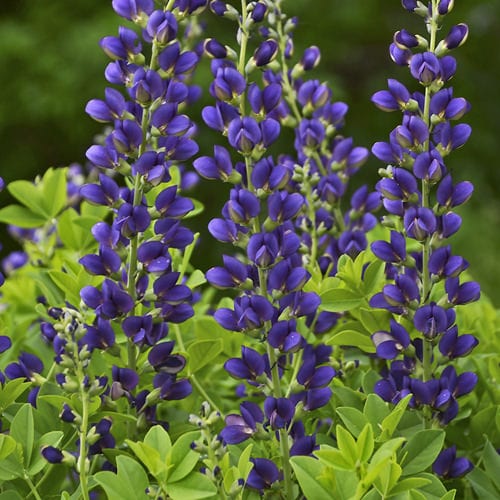 BAPTISIA DECADENCE SPARKLING SAPPHIRES FALSE INDIGO