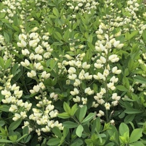 BAPTISIA DECADENCE VANILLA CREAM FALSE INDIGO