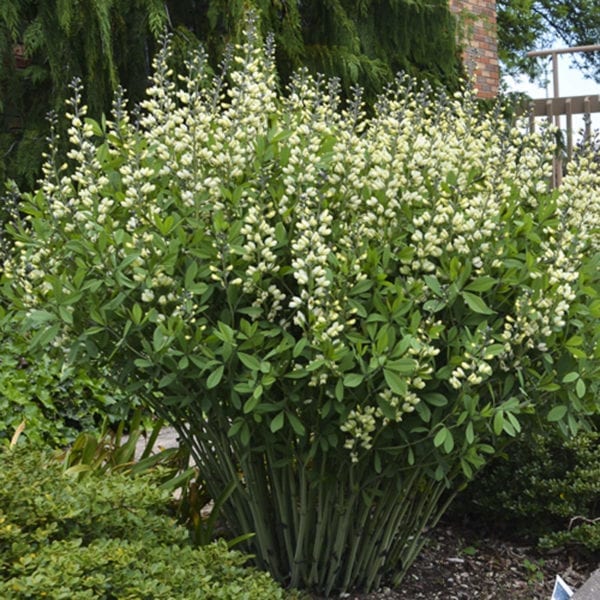 BAPTISIA DECADENCE VANILLA CREAM FALSE INDIGO