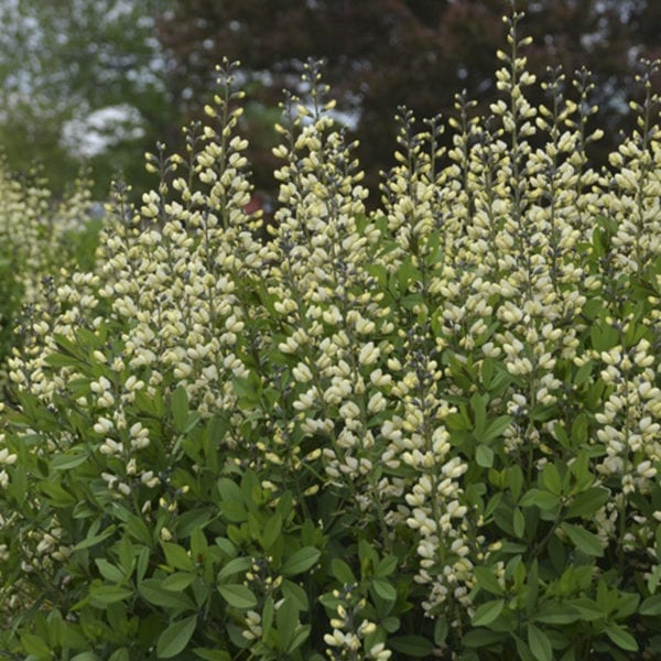 BAPTISIA DECADENCE VANILLA CREAM FALSE INDIGO