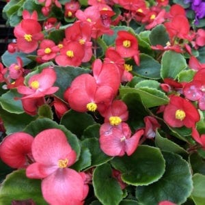 BEGONIA BADA BING SCARLET BEGONIA DWARF