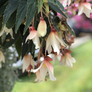 BEGONIA BOSSA NOVA PURE WHITE BEGONIA