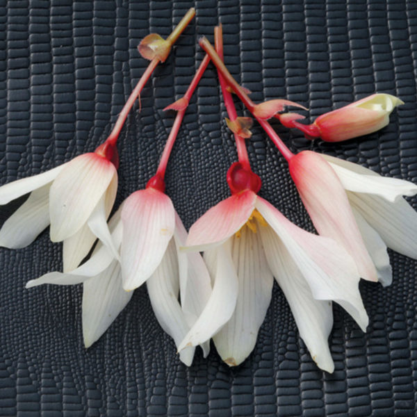 BEGONIA BOSSA NOVA PURE WHITE BEGONIA