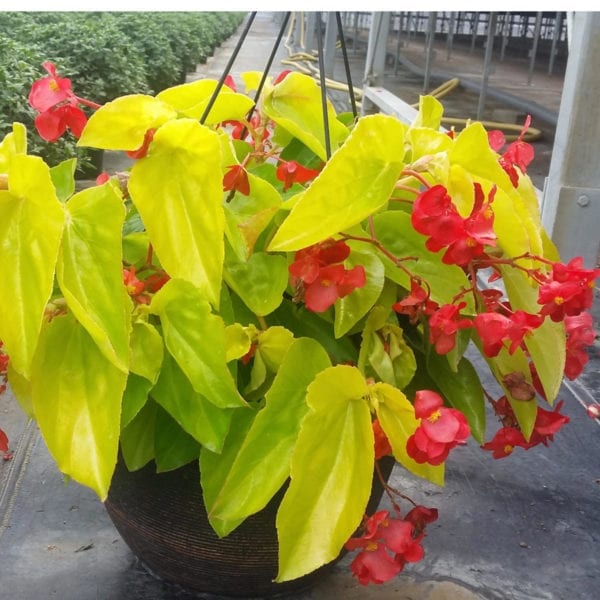 BEGONIA CANARY WINGS BEGONIA