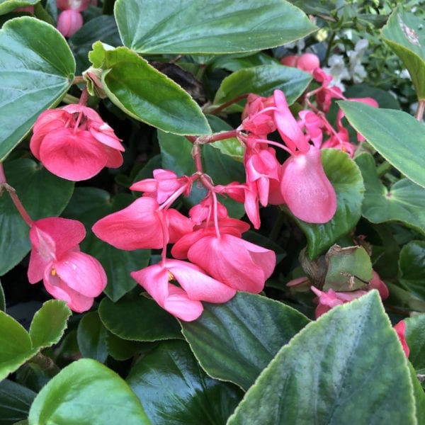 BEGONIA DRAGON WING PINK BEGONIA ANGELWING